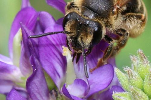 Réf. 262 176 : Andrena labialis